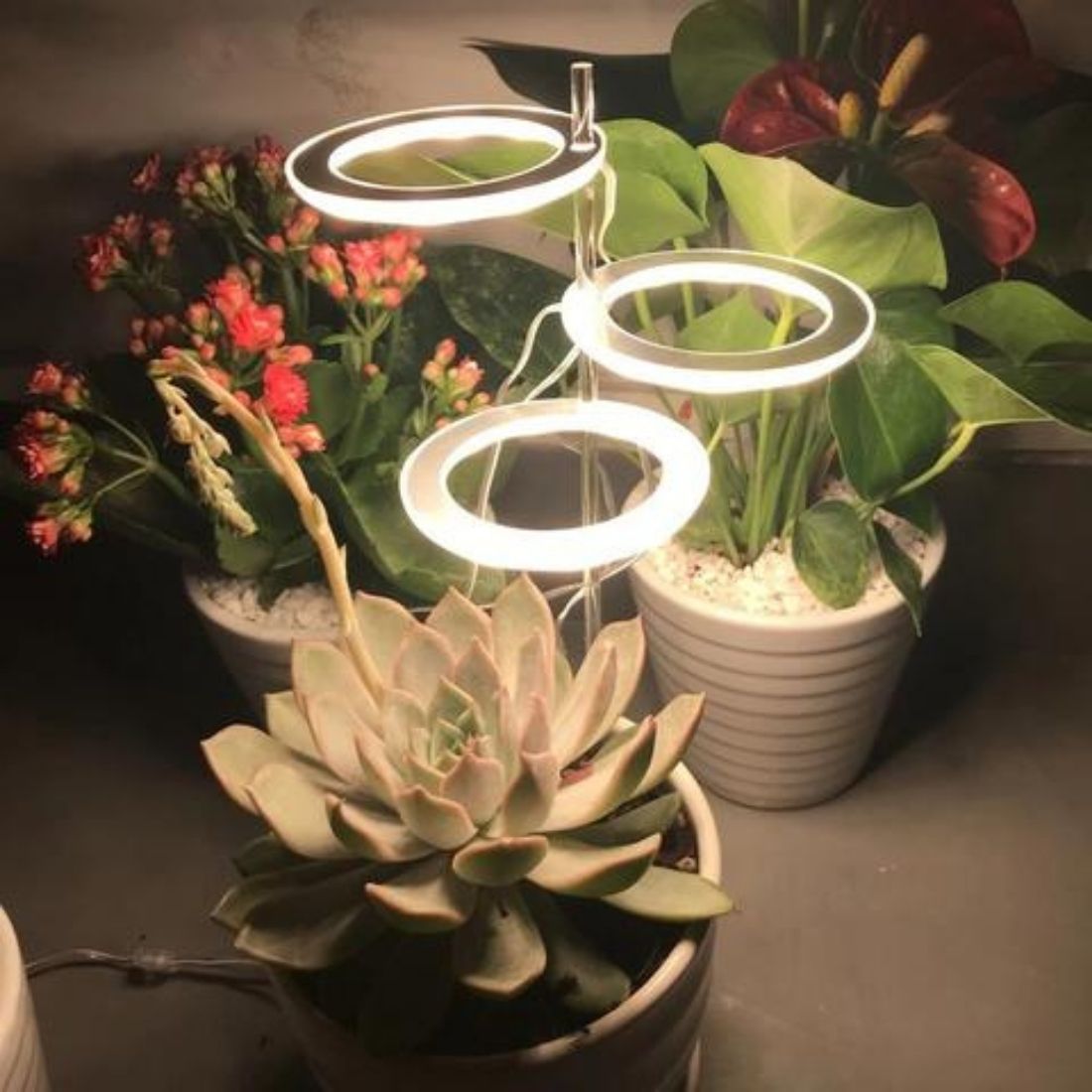 Ampoule pour plantes d'intérieur