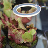 Ampoule pour plantes d'intérieur
