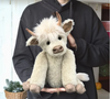 Fleurs Highland Cute Cow 