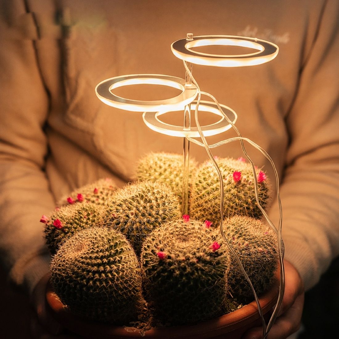 Ampoule pour plantes d'intérieur