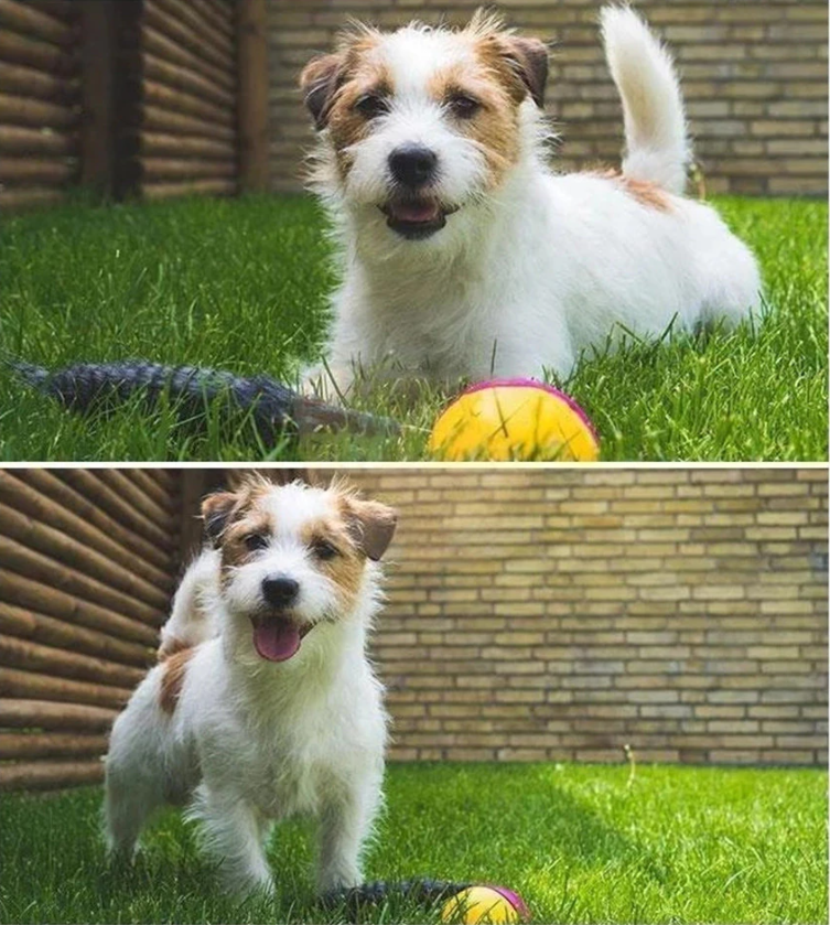 PlayBall - Jouets électroniques interactifs pour animaux