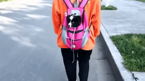 Sac à dos FurBag pour chien d'été