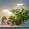 Ampoule pour plantes d'intérieur