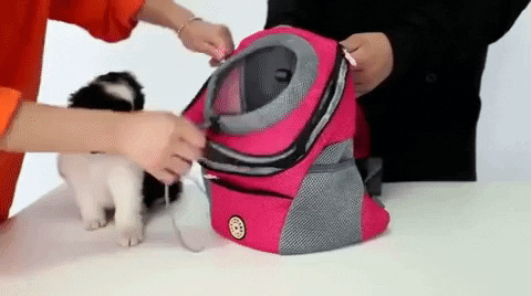 Sac à dos FurBag pour chien d'été