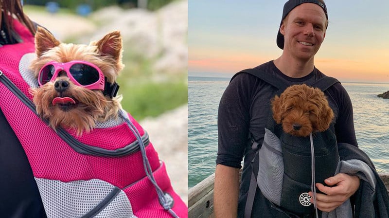 Sac à dos FurBag pour chien d'été